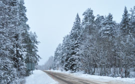 Bilväg med snötyngda granar vid sidan om.
