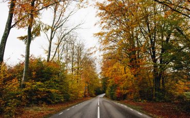 bilväg omgärdade av träd med löv i höstfärger