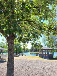 Trad i förgrund, litet gästhus vid sjö i bakgrund